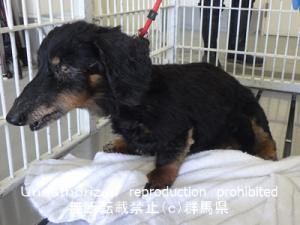 収容犬写真２