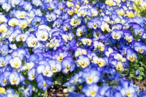 パンジー・ビオラの画像