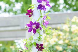 クレマチスの画像