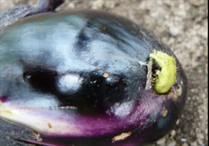 ナス果実に食入するオオタバコガ幼虫の画像