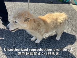 保護している犬の横側の写真