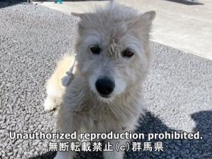 保護している犬の写真正面