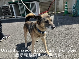 保護している犬の写真1