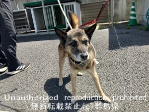 保護している犬の写真2