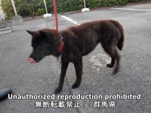 保護している犬の写真1