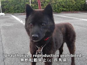 保護している犬の写真2
