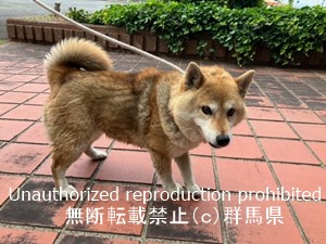 保護している犬の写真1
