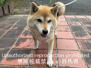 保護している犬の写真2