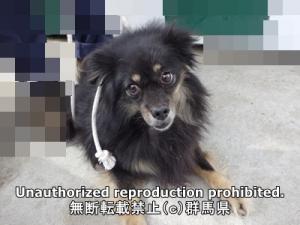 保護している犬の写真正面