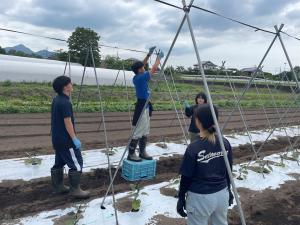 ナスの支柱設置作業の写真
