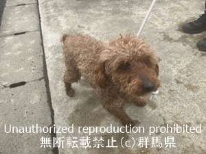 保護している犬の写真１