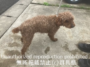 保護している犬の写真2