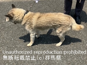 保護している犬の写真1