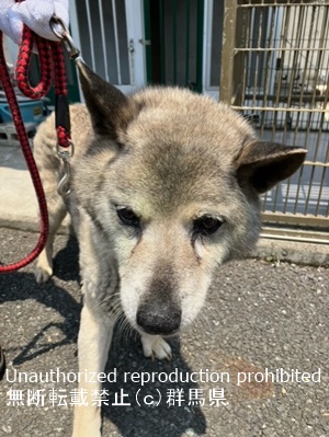 保護している犬の写真2