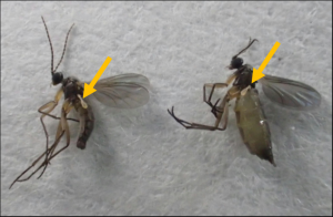 ネギネクロバネキノコバエ成虫の画像