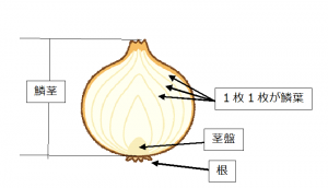 タマネギの可食部断面図の画像