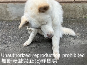 保護している犬の写真1