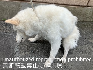 保護している犬の写真2