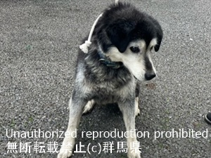 保護している犬の写真1