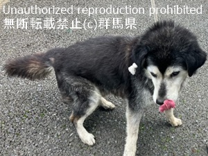 保護している犬の写真2