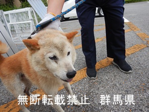 保護している犬の写真１
