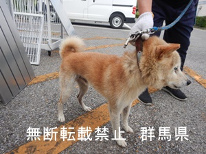 保護している犬の写真２