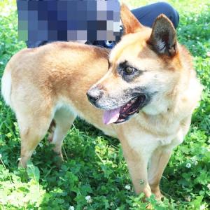 ジンジャー横顔写真