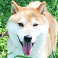 ひろし写真