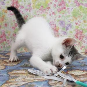 ワンタン遊んでいる写真