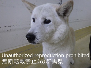 保護している犬の写真1