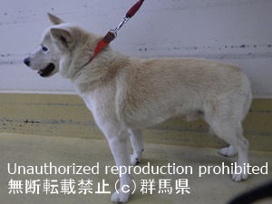 保護している犬2