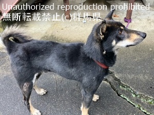 保護している犬の写真1