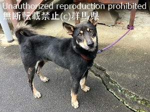 保護している犬の写真2