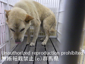 保護している犬の写真2