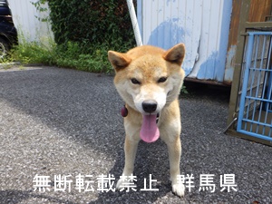 保護している犬の写真1