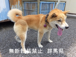 保護している犬の写真2
