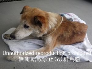 保護している犬の写真1