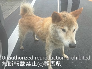 保護している犬の写真1