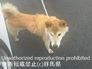 保護している犬の写真2