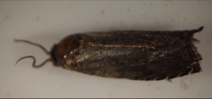 スモモヒメシンクイの成虫の画像