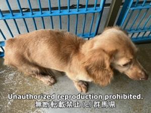 保護している犬の横側の写真