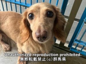 保護している犬の写真正面