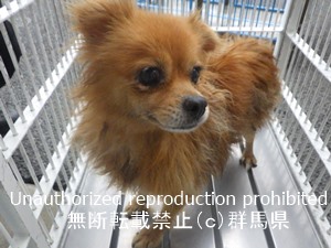 保護している犬の写真1