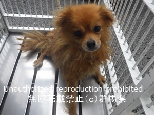 保護している犬の写真2