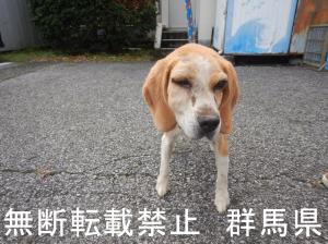 保護している犬の写真1