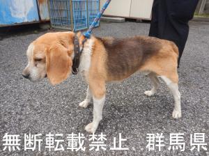 保護している犬の写真2