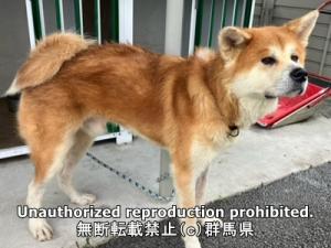 保護している犬の横側の写真