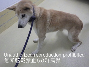 保護している犬の写真1