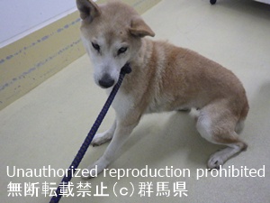 保護している犬の写真2