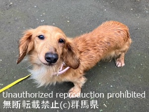 保護している犬の写真1